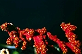 34 Parerythropodium corall